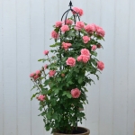 Corail Gelée / Корал желе